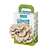 Back to the Roots Organic Mini Mushroom Grow Kit, Harvest Gourmet Oyster Mushrooms In 10 days, Top Gardening Gift, Holiday Gift, & Unique Gift