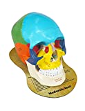 Upgraded Life Size Human Colored Head Skull Anatomical Model with Newest Laser-Etched Fonts and Skull Diagram Mouse Pad for Medical Student Human Anatomy Study Course Demonstration, Teaching