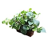 Fake Plant Spy Covert Wifi Hidden Camera Digital Wireless LIVE VIEW Web Camera and Recording- Motion Activated Spy Gadget – Covert/ Portable Design– HD Web Cam – Remote Viewing - Best USA Made Recorder for Home, Kids, Nanny, Office
