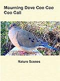 Mourning Dove Coo Coo Coo Call