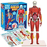 Be Amazing! Toys Interactive Human Body - 60 Piece Fully Poseable Anatomy Figure – 14” Tall Model - Anatomy Kit – Removable Muscles, Organs,Bones STEM Toy – Ages 8+