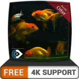 FREE Beautiful Aquarium HD - Decorate your room with beautiful Aquarium on your HDR 4K TV, 8K TV and Fire Devices as a wallpaper, Decoration for Christmas Holidays, Theme for Mediation & Peace